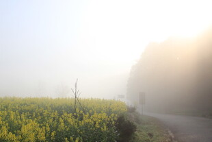 婺源晨雾中的油菜花田小路