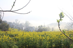 婺源春日油菜花田美景