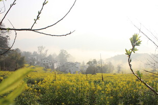 婺源春日黄花烂漫田野风光
