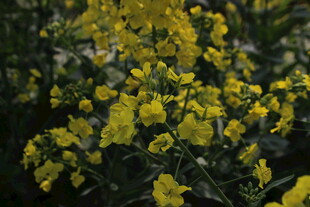 婺源金黄灿烂的油菜花绽放