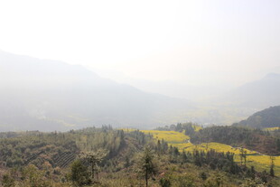 婺源山间金黄花海田园美景