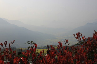 婺源山间红植映远黛