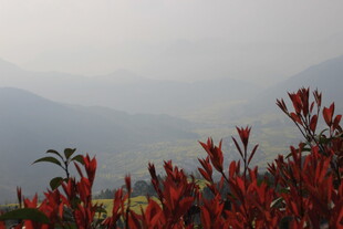 婺源山间红植 雾霭朦胧之景