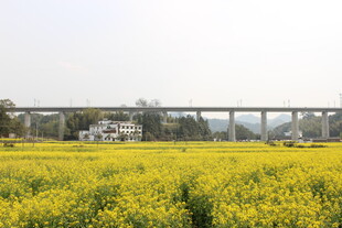婺源金黄油菜田与远处高架桥