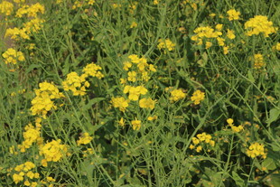 婺源金黄灿烂的野花绽放