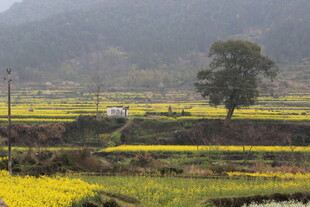 婺源春日田野油菜花美景