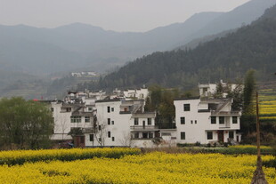 婺源田园白墙村落与金黄花海
