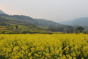婺源金黄油菜田 远山入画境