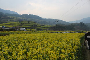 婺源金黄油菜田中的漫步身影