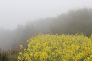 婺源雾中绽放的金黄油菜花