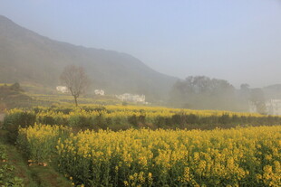 婺源春日油菜花海田园风光