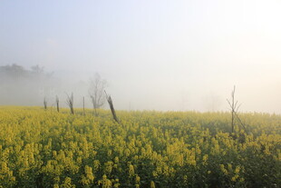 婺源雾中油菜花海美景