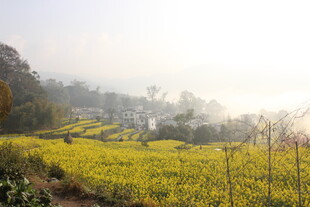 婺源春日金黄油菜花田美景