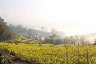 婺源春日金黄油菜花田美景