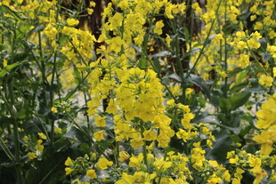 婺源金黄灿烂的油菜花绽放