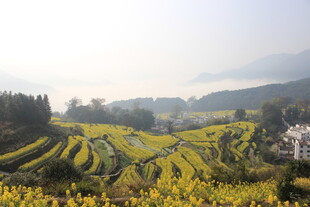 婺源秋日梯田美景