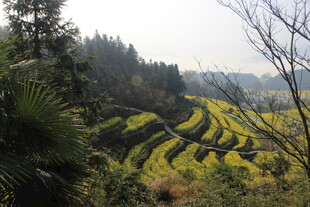 婺源山间梯田美景