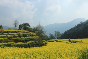 婺源春日梯田油菜花美景