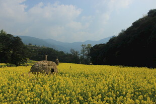 婺源金黄油菜花田中的草垛