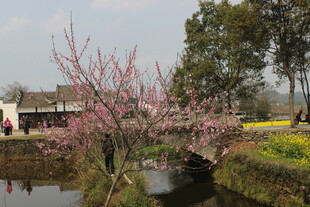 婺源春日河畔烂漫桃花景致