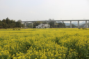 婺源油菜花海中的高架桥