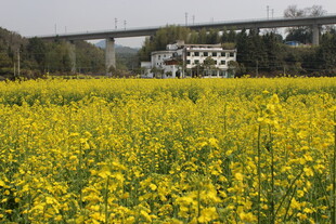 婺源金黄油菜田与远处桥梁