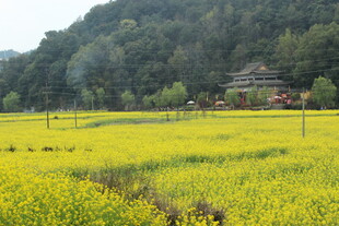 婺源金黄油菜田中的山间小屋