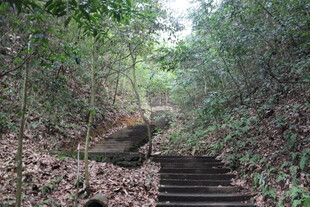 婺源林间石阶 自然静谧之景