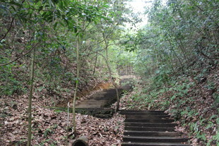 婺源林间石阶小道 自然景致