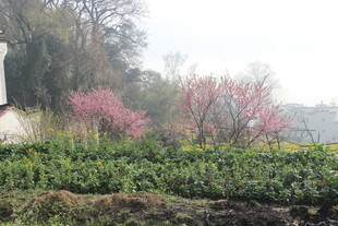 婺源春日繁花绿植景观