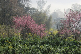 婺源春日繁花盛开的自然景致