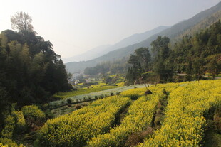 婺源山间金黄花田美景