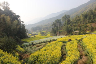 婺源山间油菜花海田园美景
