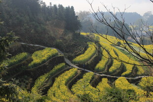 婺源山间梯田油菜花美景