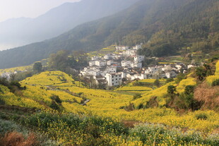 婺源山间村落油菜花田美景