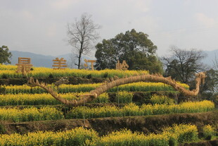 婺源梯田花海中的巨龙景观