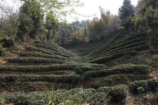 婺源层层叠叠的美丽茶山景色