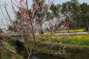 婺源春日河畔桃花油菜花美景