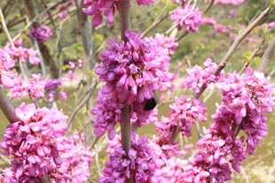 婺源粉色花丛中的蜜蜂