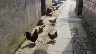 婺源小巷中漫步的一群鸡