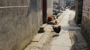 婺源小巷中漫步的几只鸡