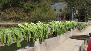 婺源户外晾晒的绿色长条蔬菜