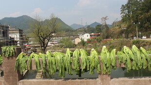婺源乡村晾晒的翠绿农作物