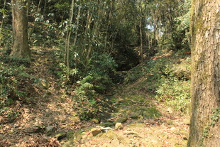 婺源茂密森林中的自然小径