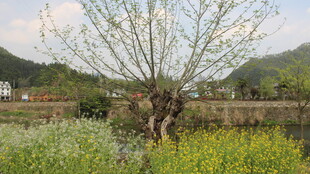 婺源春日河畔老树绽新枝