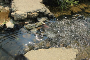 婺源山间溪流潺潺的自然景象