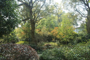 婺源秋日林间小道的静谧景致