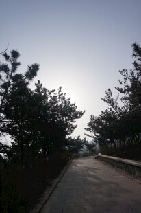 林间小道 静谧自然之景