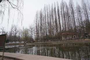 湖畔垂柳下的宁静景致
