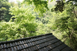 林间屋顶 绿意环绕之景